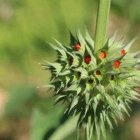 Leonotis nepetifolia (L.) R.Br.